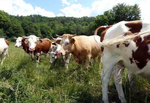 Iconographie - Vaches monbéliardes