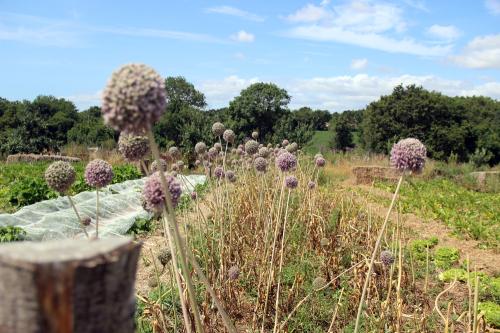 Iconographie - Les Jardins de Corinne - Graines de poireaux