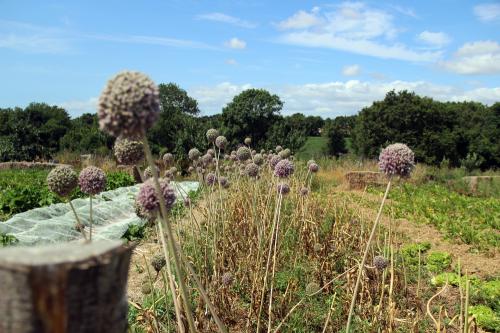 Iconographie - Les Jardins de Corinne - Graines de poireaux