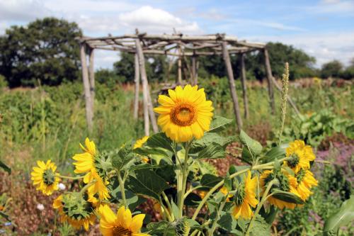 Iconographie - Les Jardins de Corinne - Tournesol