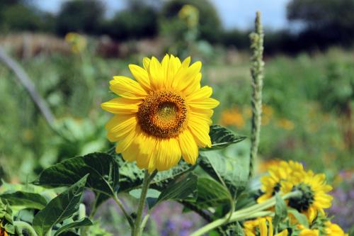 Iconographie - Les Jardins de Corinne - Tournesol