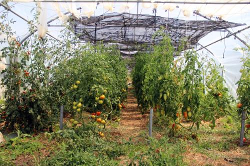 Iconographie - Les Jardins de Corinne - Tomates