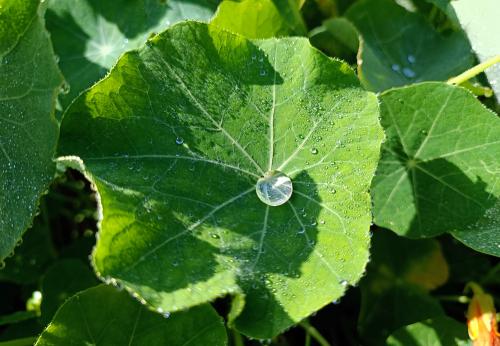 Iconographie - Goutte d'eau sur une feuille de capucine