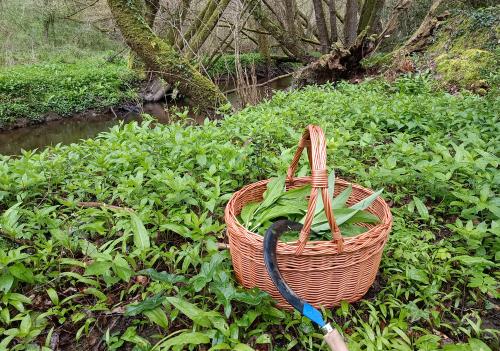 Iconographie - Panier de récolte d'ail des ours en forêt