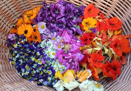 Iconographie - Panier de récolte de fleurs du jardin en juillet