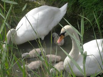 Iconographie - Famille Cygnes