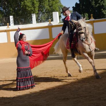 Iconographie - Spectacle equestre