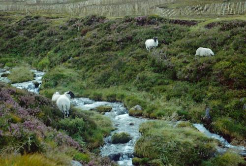 Iconographie - Ecosse Cairngorm