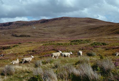 Iconographie - Ecosse strathkanaird