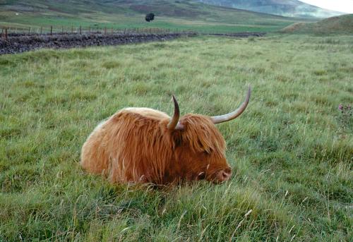 Iconographie - Ecosse Highland Cattle