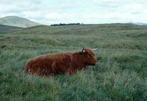 Iconographie - Ecosse Highland Cattle