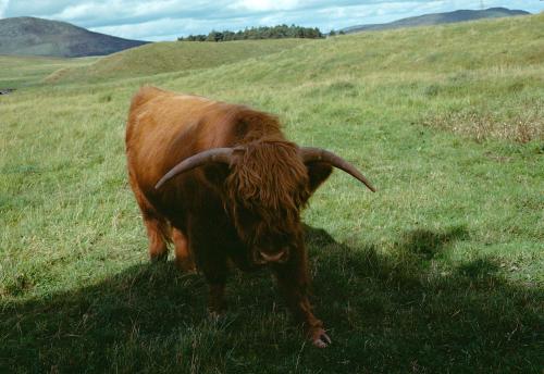 Iconographie - Ecosse Highland Cattle