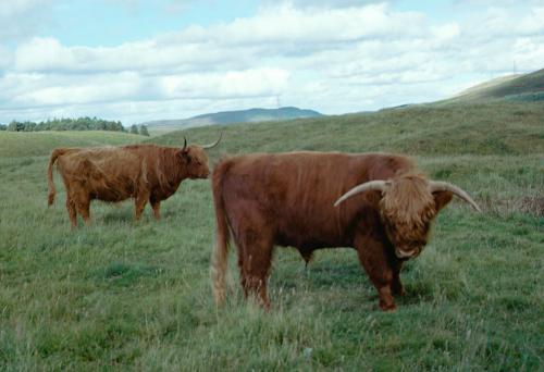 Iconographie - Ecosse Highland Cattle