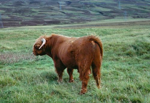 Iconographie - Ecosse Highland Cattle