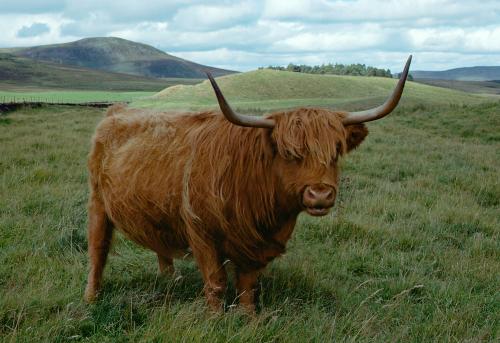 Iconographie - Ecosse Highland Cattle