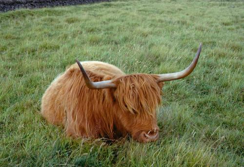 Iconographie - Ecosse Highland Cattle