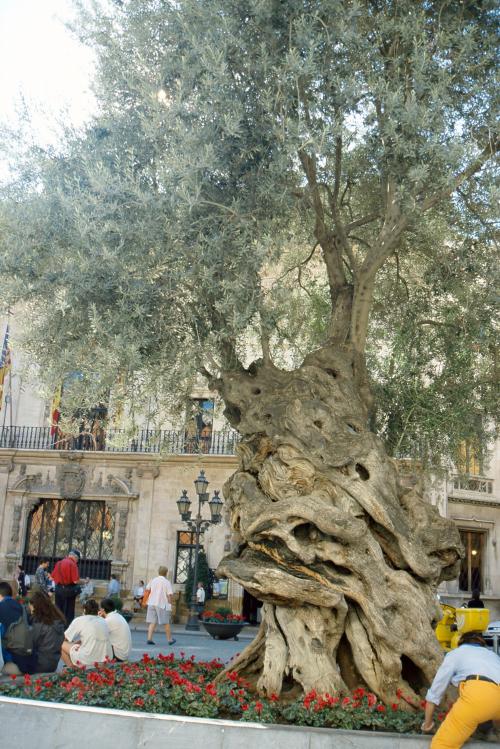 Iconographie - Palma de Majorque Espagne