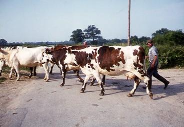 Iconographie - Troupeau