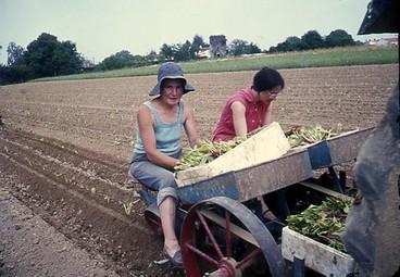 Iconographie - Recolte