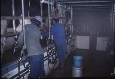 Iconographie - Salle de traite