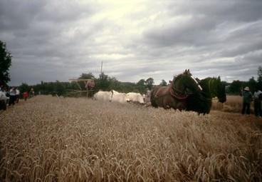 Iconographie - Moisson