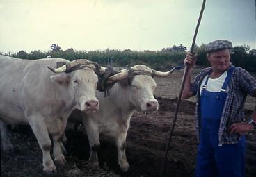 Iconographie - Paire de boeufs