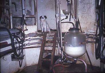 Iconographie - Salle de traite