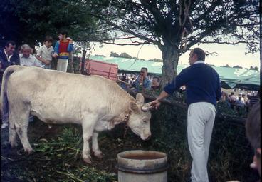 Iconographie - Vache charolaise