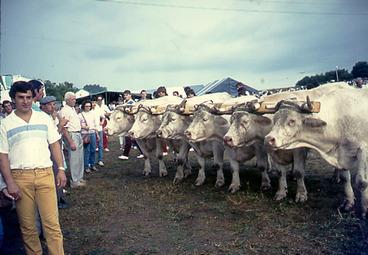 Iconographie - Vaches charolaises