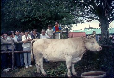 Iconographie - Vache charolaise