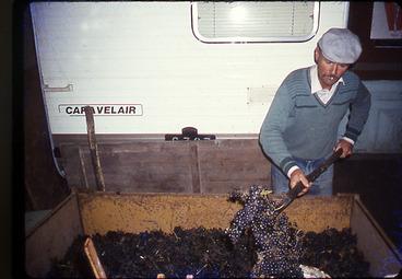 Iconographie - Viticulteur