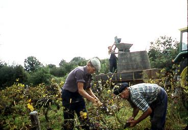 Iconographie - Vendanges