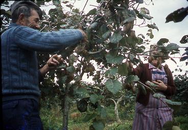 Iconographie - Vendangeurs