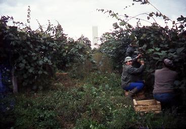 Iconographie - Récolte