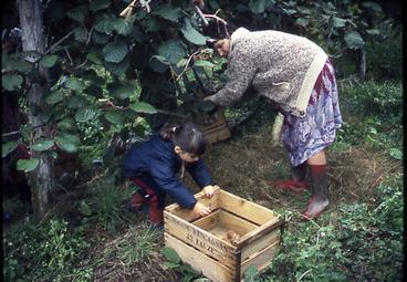 Iconographie - Récolte