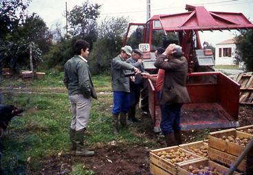 Iconographie - Récolte