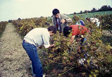 Iconographie - Vendangeurs