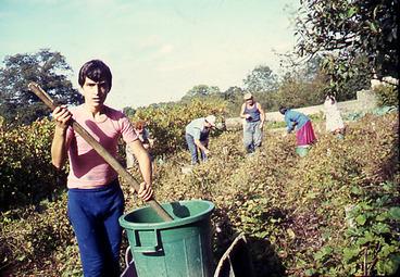 Iconographie - Vendangeurs