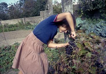 Iconographie - Vendangeurs