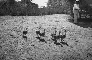 Iconographie - Elevage