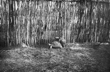 Iconographie - Tortues