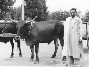 Iconographie - Zébus