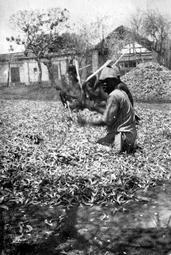 Iconographie - Récolte