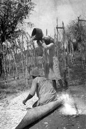 Iconographie - Récolte