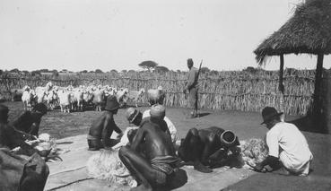 Iconographie - Troupeau