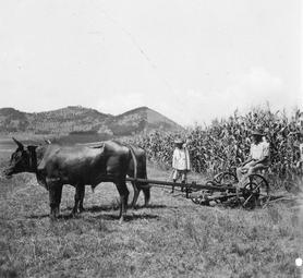 Iconographie - Moisson