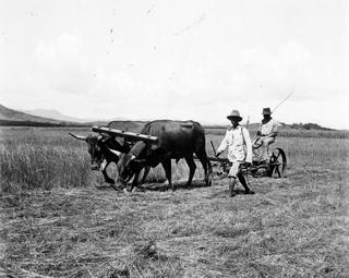 Iconographie - Moisson