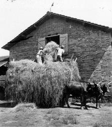 Iconographie - Moisson