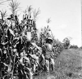 Iconographie - Plantation de maïs