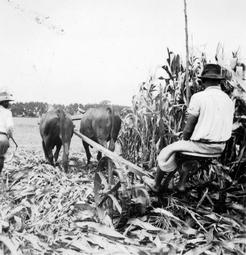 Iconographie - Moisson